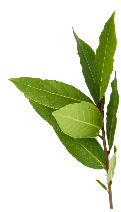 Tuna-Project-Laurel-Bay-Green-Leaves Tuna Project Global Laurel Bay Leaves Fresh Stem