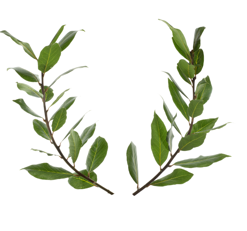 Tuna-Project-Laurel-Bay-Leaves3 Tuna Project Laurel Leaves Bay Leaves Fresh